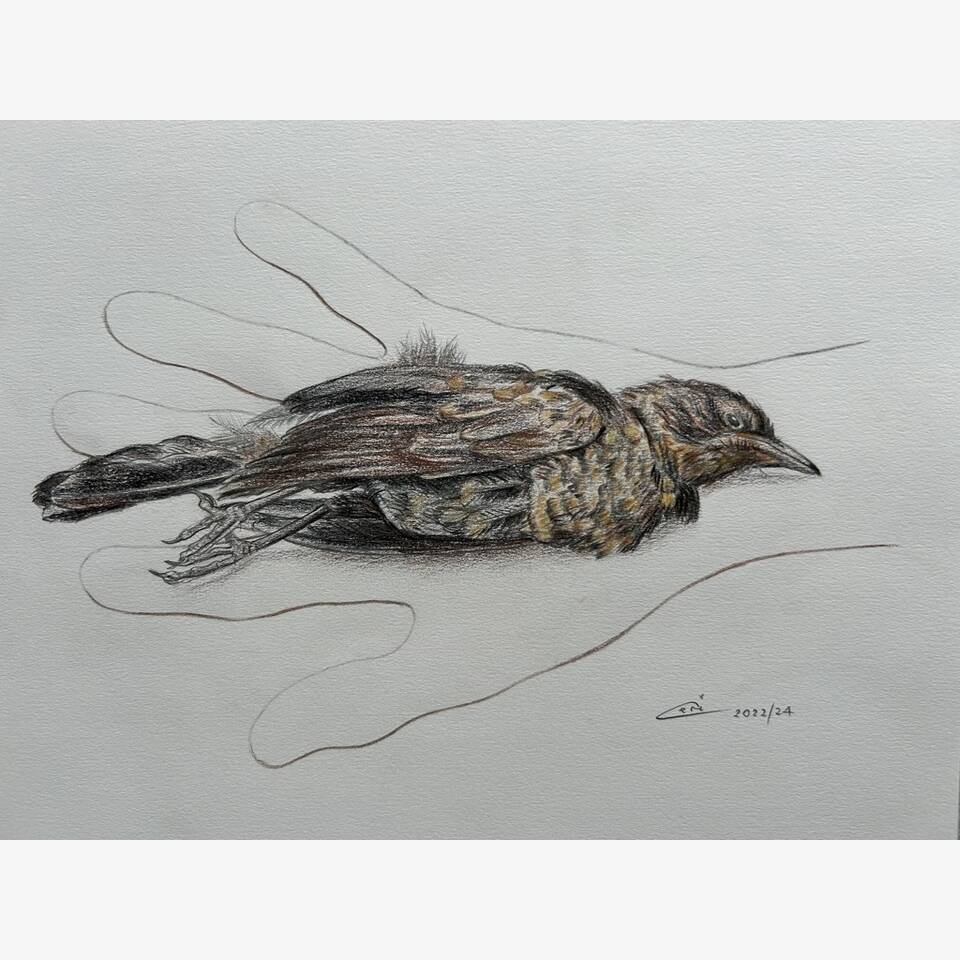 CERI THOMAS PRCA 'BIRD IN THE HAND SERIES BLACKBIRD' 39 X 44 PENCIL AND COLOURED PENCIL ON PAPER £275