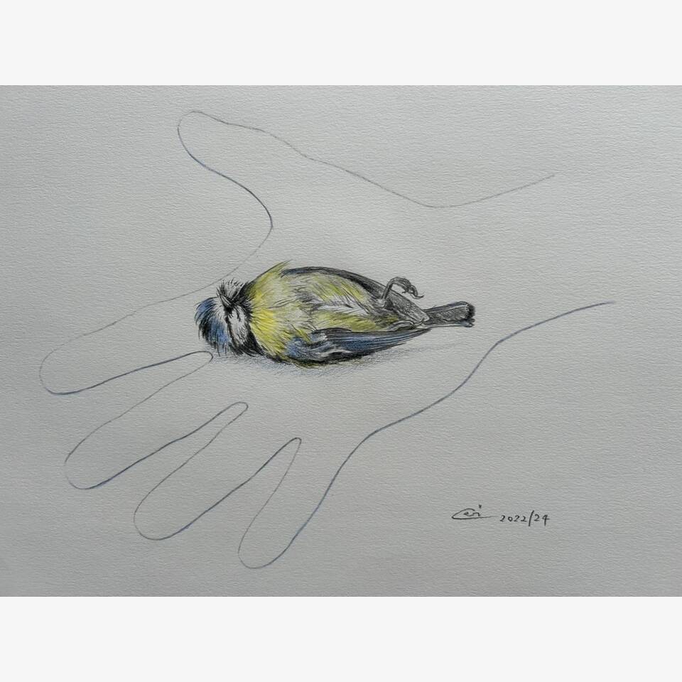 CERI THOMAS PRCA 'BIRD IN THE HAND SERIES BLUE TIT '39 X 44 PENCIL AND COLOURED PENCIL ON PAPER £275