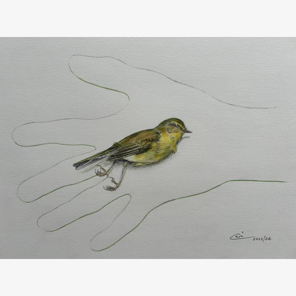 CERI THOMAS PRCA 'BIRD IN THE HAND SERIES WARBLER' 39 X 44 PENCIL AND COLOURED PENCIL ON PAPER £275