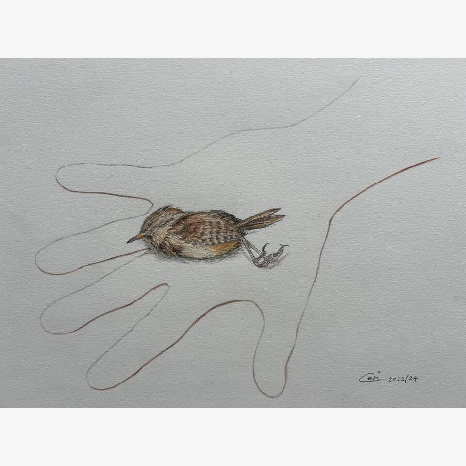 CERI THOMAS PRCA 'BIRD IN THE HAND SERIES WREN' 39 X 44 PENCIL AND COLOURED PENCIL ON PAPER £275