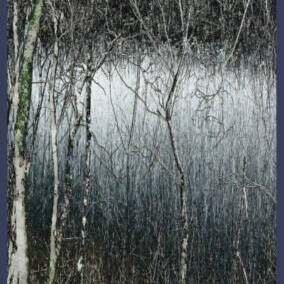 Johnny Armstrong "Birch by Water Near Dollgellau" Photodigital print No. 1 of 20, 95 x 64cm £280