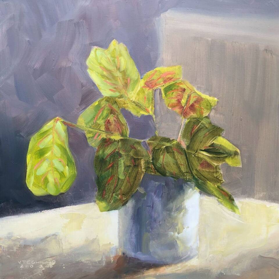 118336 Prayer Plant in the Sunshine Valentina Teghillo