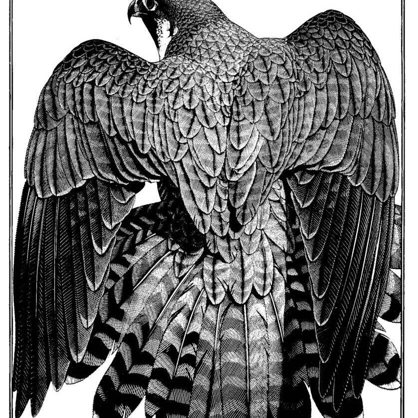 PEREGRINE MANTLE £995