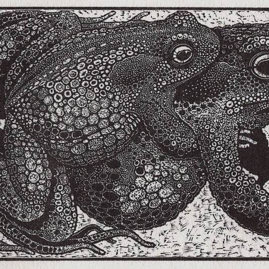 TWO TOADS £295