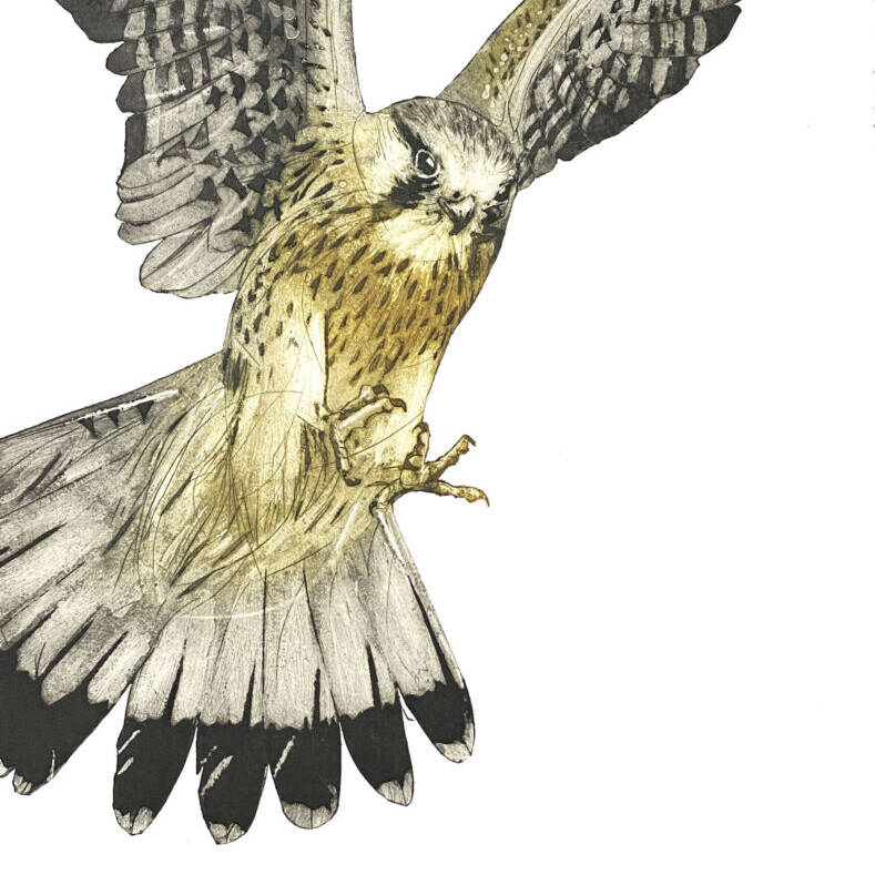 JENNY MCCABE 'FOCUS'  50 X 40 COLLOGRAPH £325