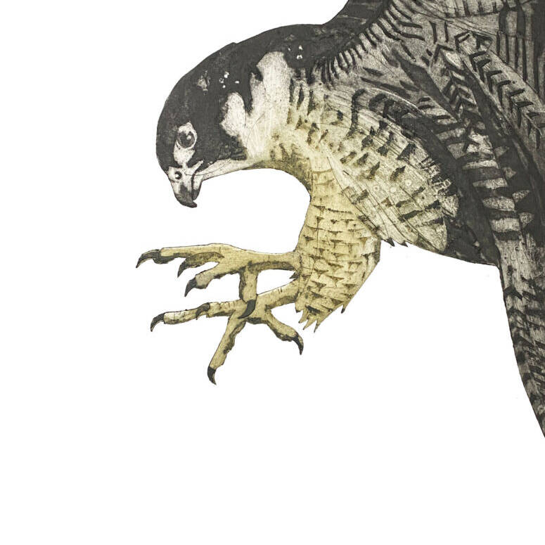 JENNY MCCABE 'PREY' 50 X 40 COLLOGRAPH £325